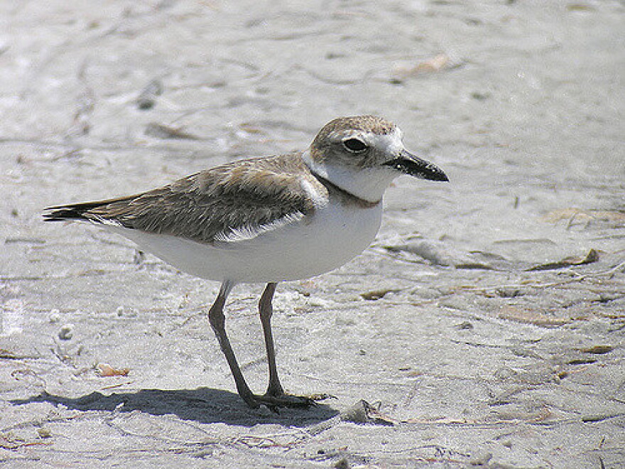 female wilson's plover