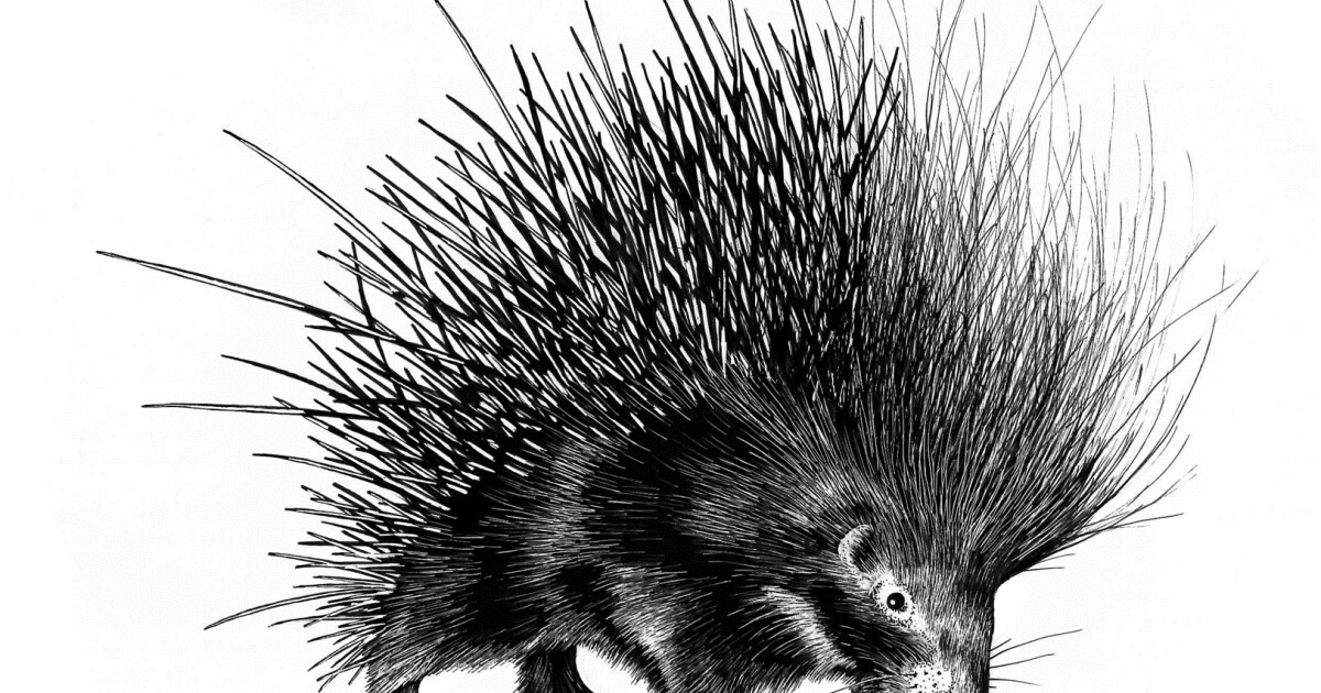Animal Weapons And The Evolution Of Battle | WUNC News