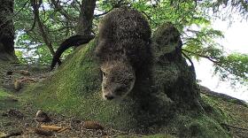 A still image captured at an otter latrine site. (Photo: Adi Barocas)
