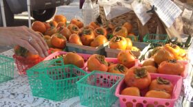 Renee Shiver organizes persimmons at her stand at the Union Street Farmers Market. She accepts SNAP benefits from shoppers, but at the Union Street Farmers market, shoppers with SNAP benefits are unable to utilize Fresh Access Bucks.