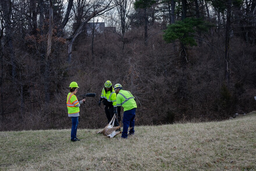 St. Louis Public Radio executive editor Shula Neuman interviews MoDOT's Deon Morris and David Scales as they remove deer from the side of a highway. March 2019