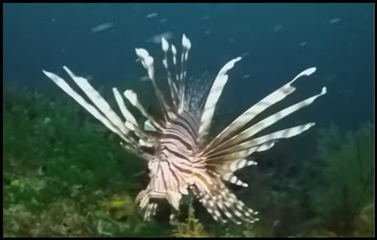 NOAA reports genetic research shows that the entire invasive population descended from perhaps less than10 lionfish released from one or more home aquariums into Biscayne Bay near Miami.