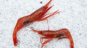 In this Jan. 6, 2012 file photo, northern shrimp, also called pink shrimp, lay on snow aboard a trawler in the Gulf of Maine. Maine's long-shuttered shrimp fishing business has a chance to reopen in the coming winter, but the warming of the ocean threatens to keep the industry shut down. A regulatory board is scheduled to make a decision in the fall of 2021 about whether to extend a moratorium on the shrimp fishery that is scheduled to end this year.