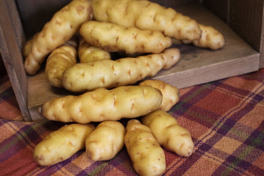 The Makah Ozette is the oldest variety of potato grown in the Pacific Northwest. This potato was only found in Makah gardens until the 1980s. These gardens were managed with fire, along with other techniques. (Courtesy: Irish Eyes Garden Seeds)