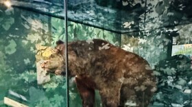 Monarch was one of California’s last Grizzly Bears.