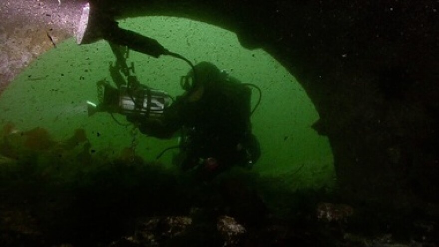 Diver exploring outfall drain in Puget Sound