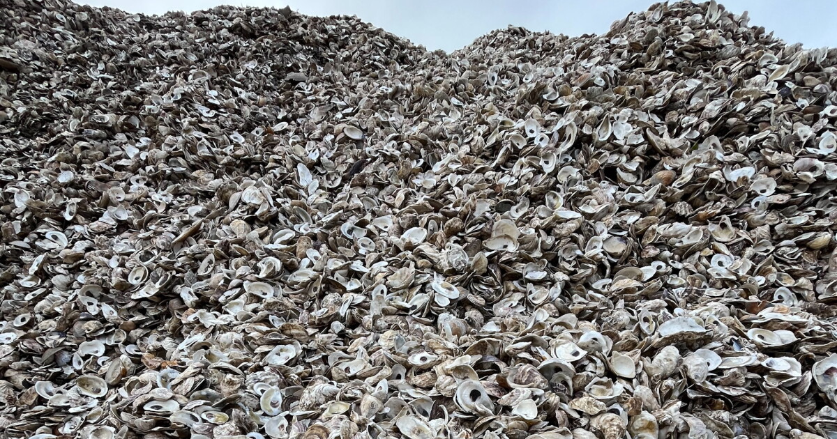 True Oyster Shell How do oysters make their shells? | Vermont Public