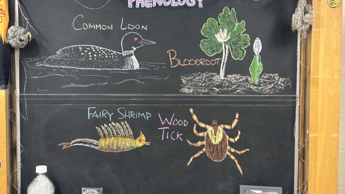 Chalk illustrations show a fairy shrimp, wood tick, bloodroot, and Common Loon.