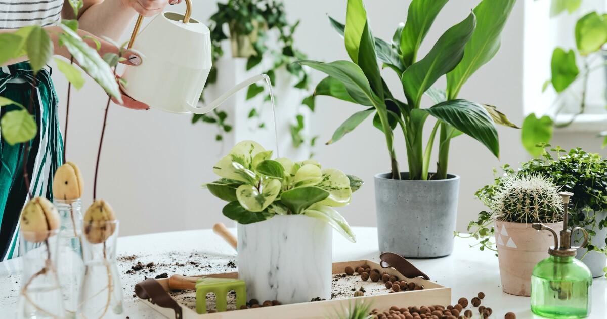 Keeping Tropical Plants Alive And Flourishing Indoors