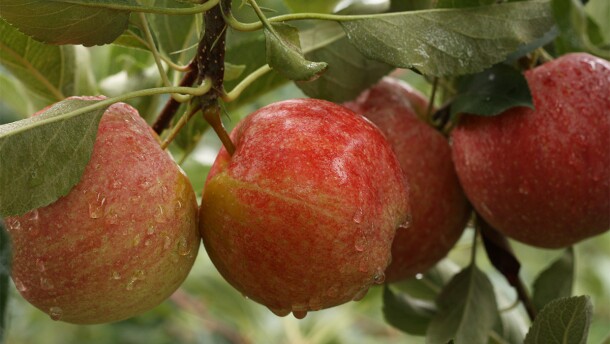 Apples hanging from a tree with rain drops on them.