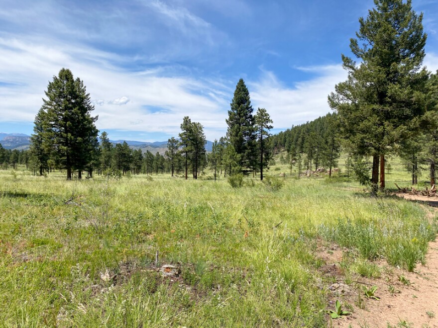 Denver Water partnered with the U.S. Forest Service to do forest thinning in Miller Gulch in the Pike National Forest near Buffalo Creek. This is part of the From Forests to Faucets partnership.