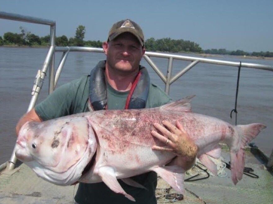Kasey Whiteman of the Missouri Department of Conservation holds proof that invasive silver carp can grow to large sizes. This one weighed close to 60 pounds.