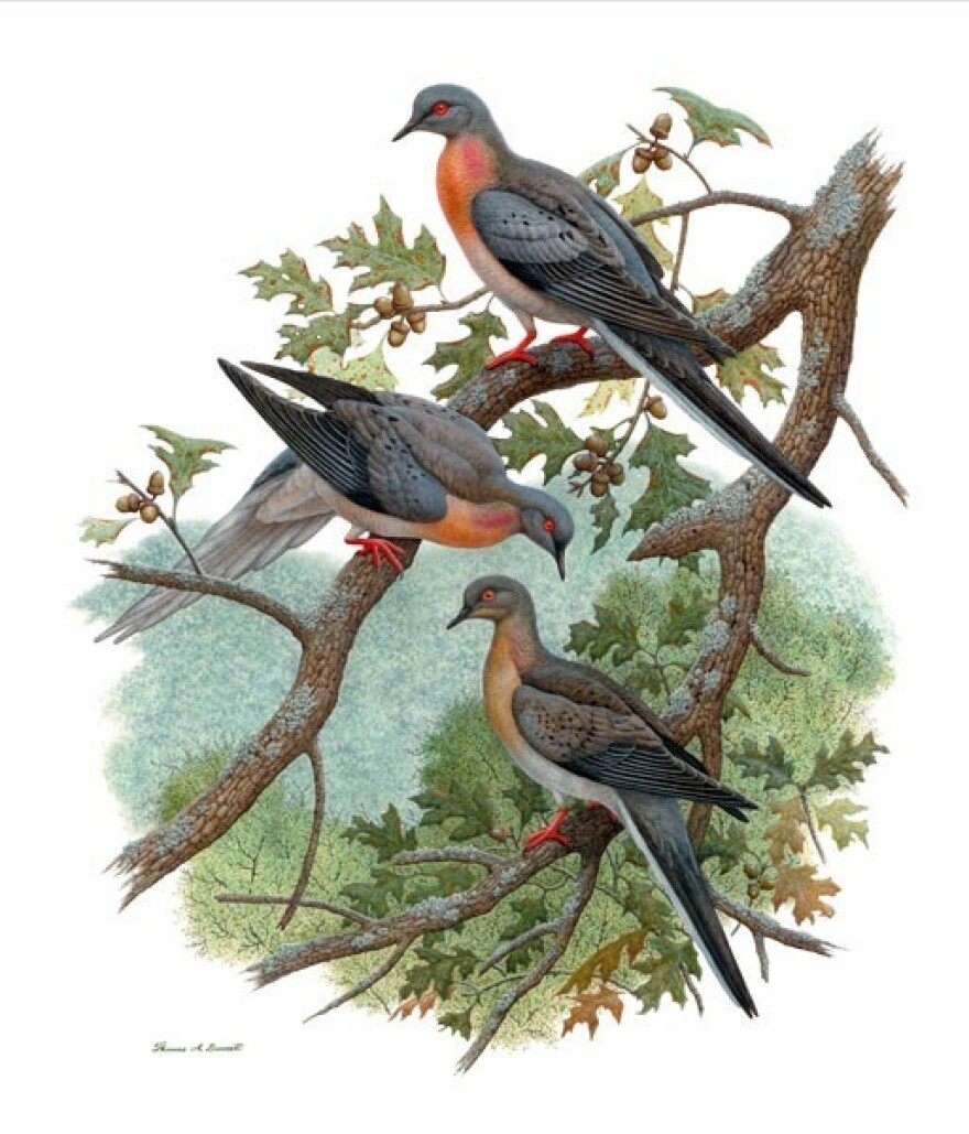 passenger_pigeon.jpg