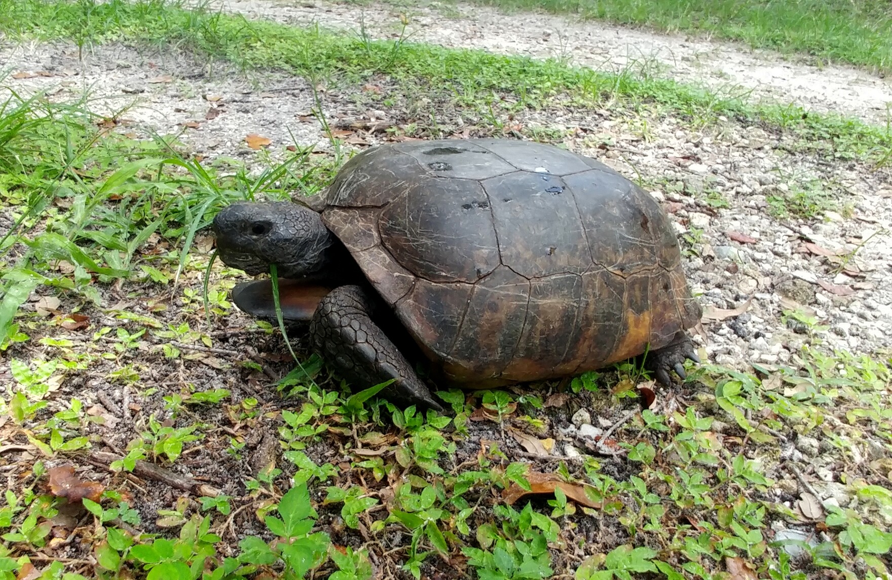 The crucial role gopher tortoises play in our ecosystems & the threats ...