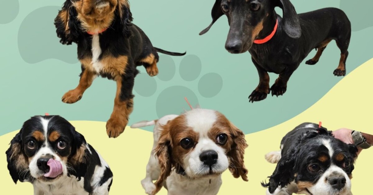 Five puppies found in Kimball Junction, Summit County Animal Control says