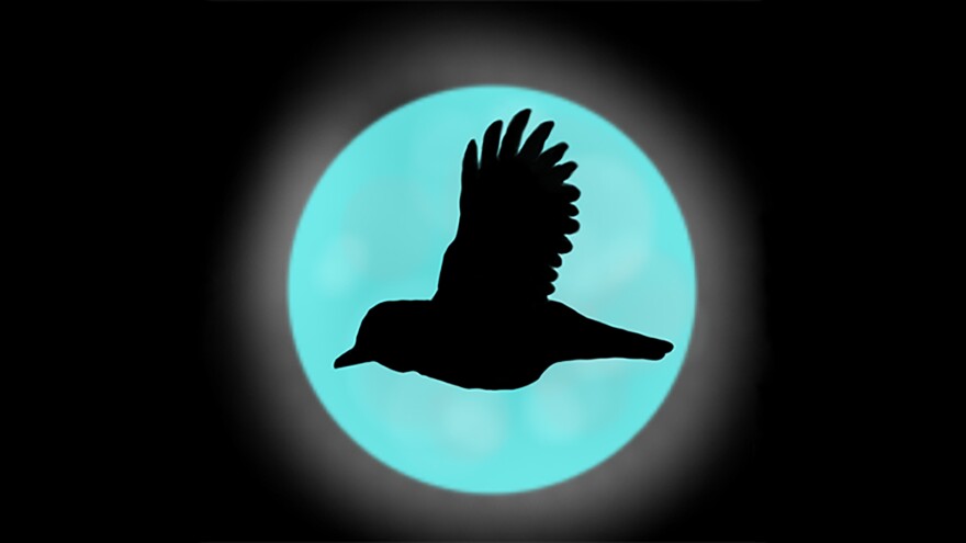The silhouette of a bird in a blue circle on a black background. 