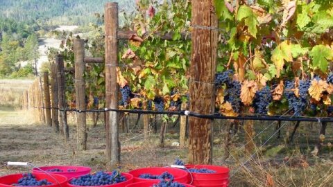 Harvest time at Red Lily Vineyards.
