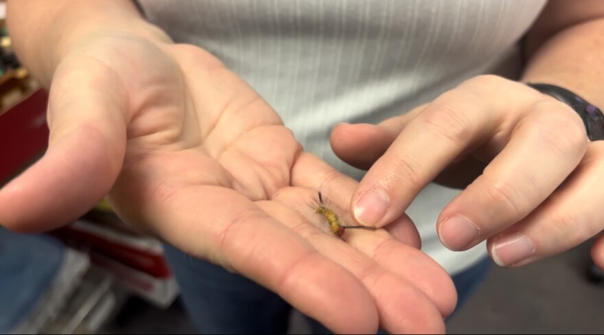 Rebecca Baldwin, an entomologist at the University of Florida, holds a tussock moth caterpillar at the UF Nematology Department in Gainesville, Fla., Thursday, April 2, 2026. (Annaleis Holz/WUFT News)