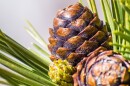 Close up of Whitebark Pine (Pinus albicaulis) cones surrounded by long, green, needles; California