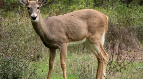 A white-tailed stag; the white-tailed deer is the only type of deer present in South Carolina.