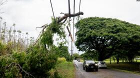 A large tree branch is draped over power lines in Haleʻiwa after Lala passed south of Oʻahu, Sunday, Aug. 16, 2026. (Craig Fujii/Honolulu Civil Beat via AP)