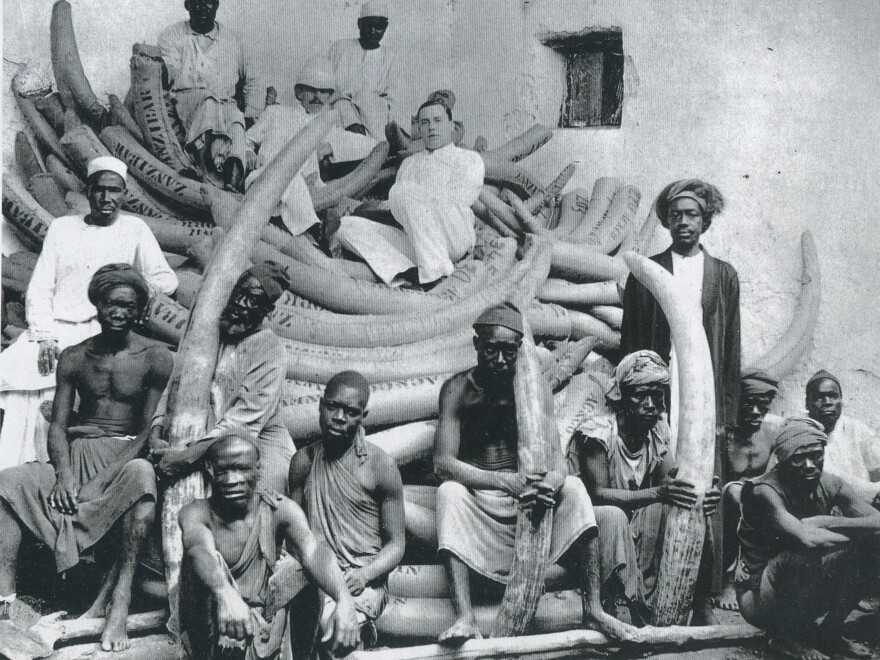 E.D. Moore, ivory buyer for Pratt, Read, reclines atop Zanzibar's largest shipment of tusks — 355 tusks weighing 22,000 pounds, circa 1890-1910.