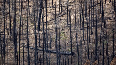Burned pine trees are shown in a wildfire affected area of the Carson National Forest in northern New Mexico, Wednesday, Aug. 24, 2022. Large areas of the northernmost New Mexico national forest were ravaged by the Hermit's Peak and Calf Canyon wildfires on April 2022. (AP Photo/Andres Leighton)