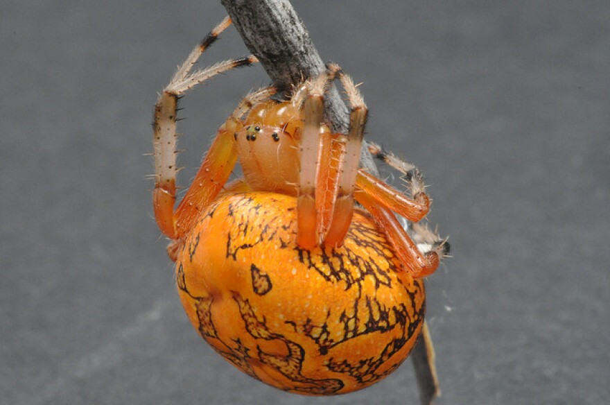 Marbled Orb Weaver
