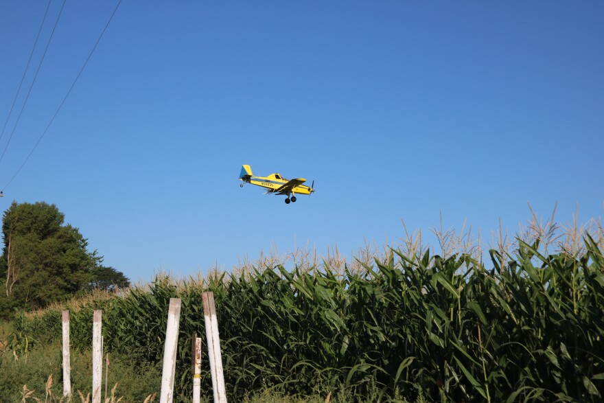 A yellow plane flies low over corn fields. 