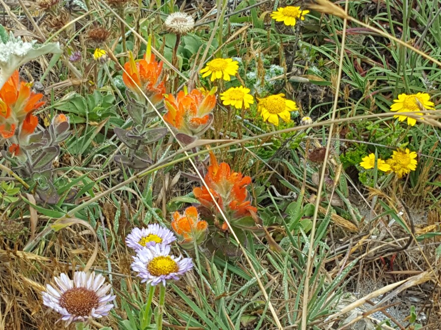 Wildflowers in a coastal meadow.