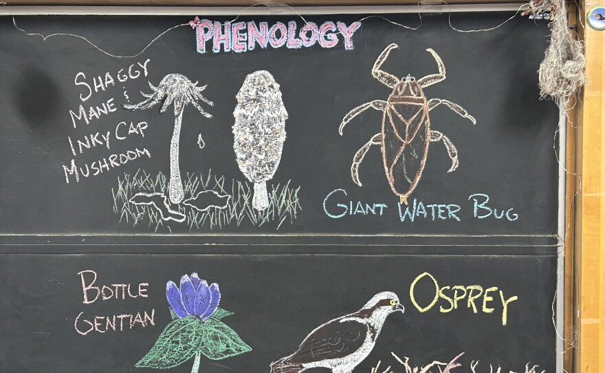 Chalk illustrationss how a bottle gentian flower, Osprey, giant water bug, shaggy mane mushroom, and inky cap mushroom.