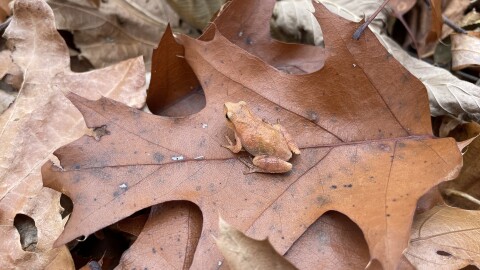 A frog called a spring peeper sits on a leaf during fall. 