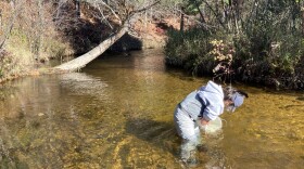 Tera John releases Arctic grayling into the Boardman-Ottaway River. The species hasn't been seen in the Lower Peninsula since the early 1900s, and previous attempts to reintroduce it have failed. Using new rearing techniques, scientists hope this time will work. (Photo: Ellie Katz/IPR News)