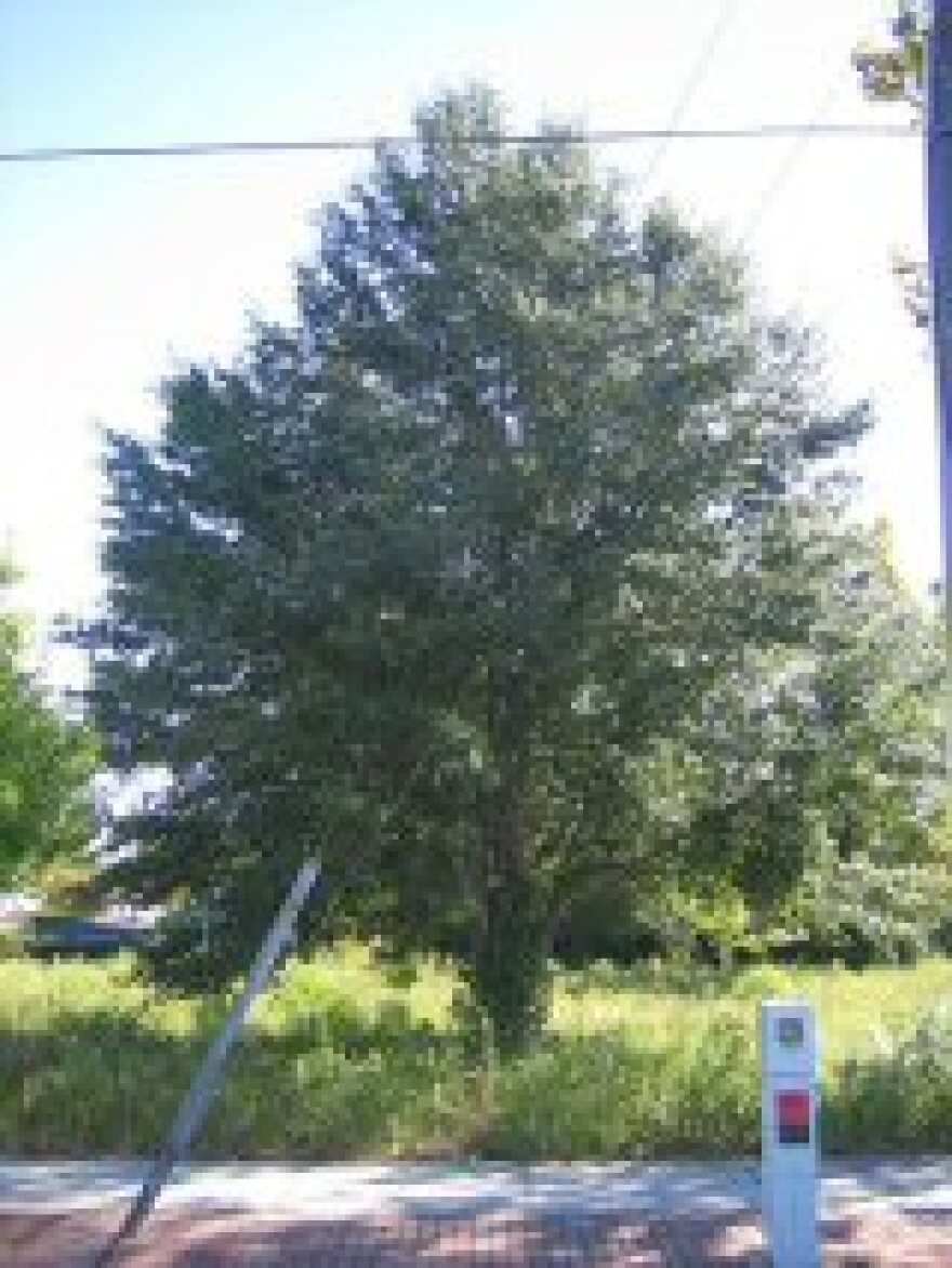 Tree found on Wilmington's North 4th Street.