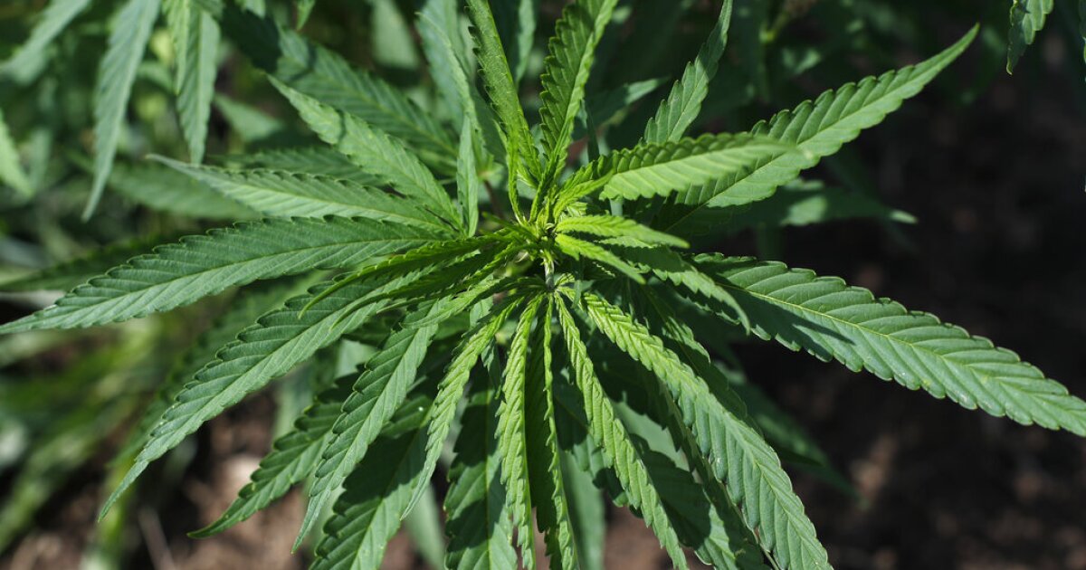 Illegal marijuana sold as hemp is found across Missouri, industry report shows