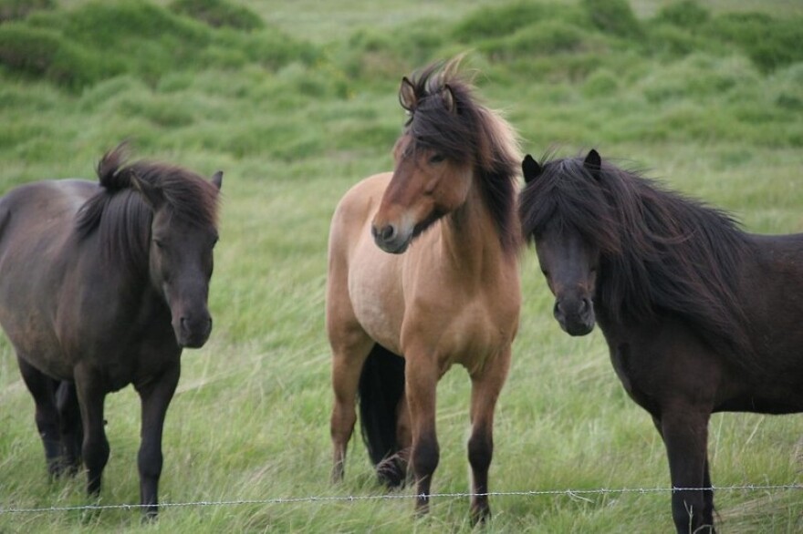 Horses