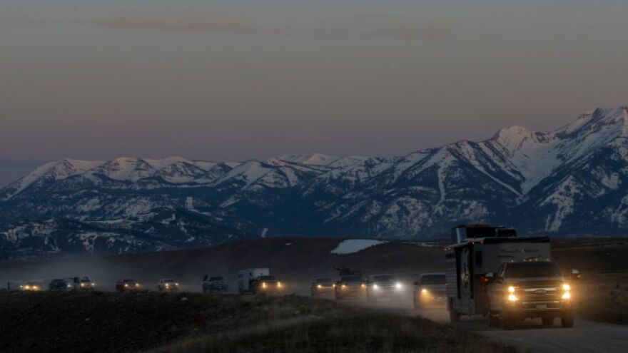 Drivers made their way through the elk refuge in a motorcade starting at 6 a.m. on May 1 in Teton County, Wyoming.