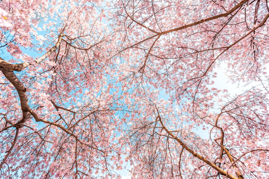 Starting as early as January, cherry blossoms begin to bloom in Japan but the beautiful pink flower only lasts a few days.