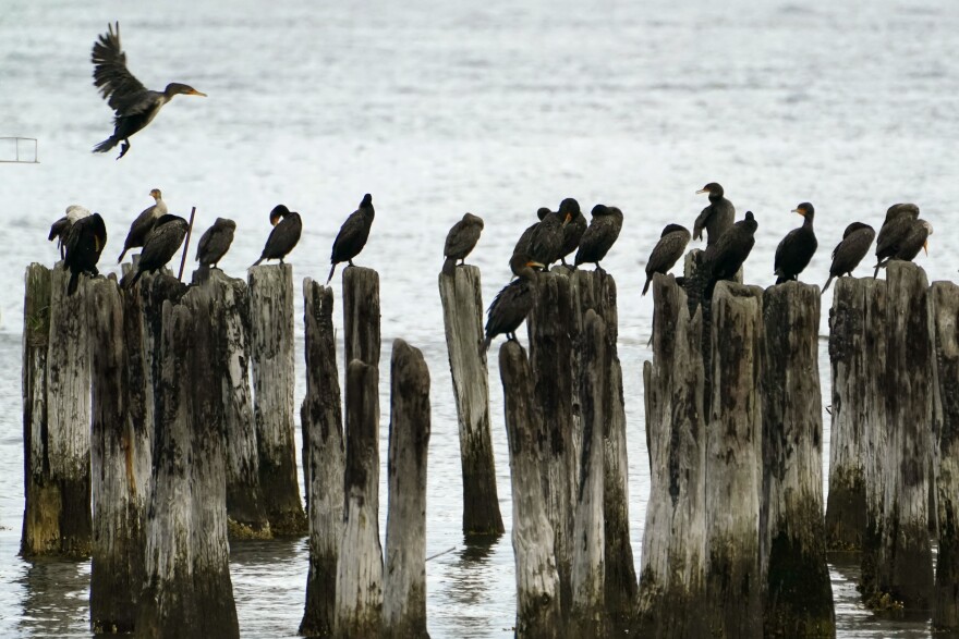 FILE - In this Aug. 18, 2021, file photo a cormorant flies in looking for an available piling on which to land, in Portland, Maine. The seabirds make a living of diving for small fish and crustaceans.