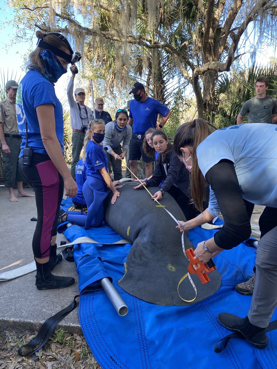 A rescued manatee being measured