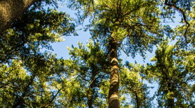 Set of pine trees swaying in the breeze on Michigan State University's campus on July 14, 2026.