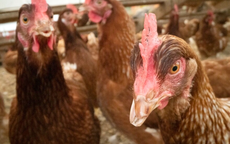 The New Mexico Livestock Board (NMLB), in conjunction with the U.S. Department of Agriculture’s (USDA) National Veterinary Services Laboratories (NVSL), have confirmed the presence of highly pathogenic avian influenza (HPAI) at a poultry facility in eastern New Mexico.