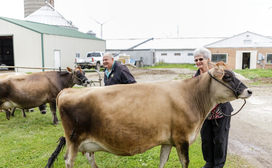 visitors look at a cow