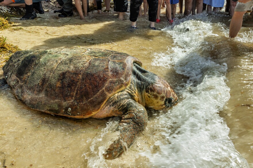 Timmy, a 270-pound female loggerhead sea turtle estimated to be 70 to 80 years old, touches her nose in the Atlantic Ocean Friday, Aug. 14, 2026, at Fort Zachary Taylor Historic State Park in Key West, Fla. Recreational boaters found Timmy swimming abnormally July 19 about seven miles south of Sugarloaf Key. After weeks of treatment and rehabilitation at the Turtle Hospital, the actively nesting turtle was cleared to return to the wild.