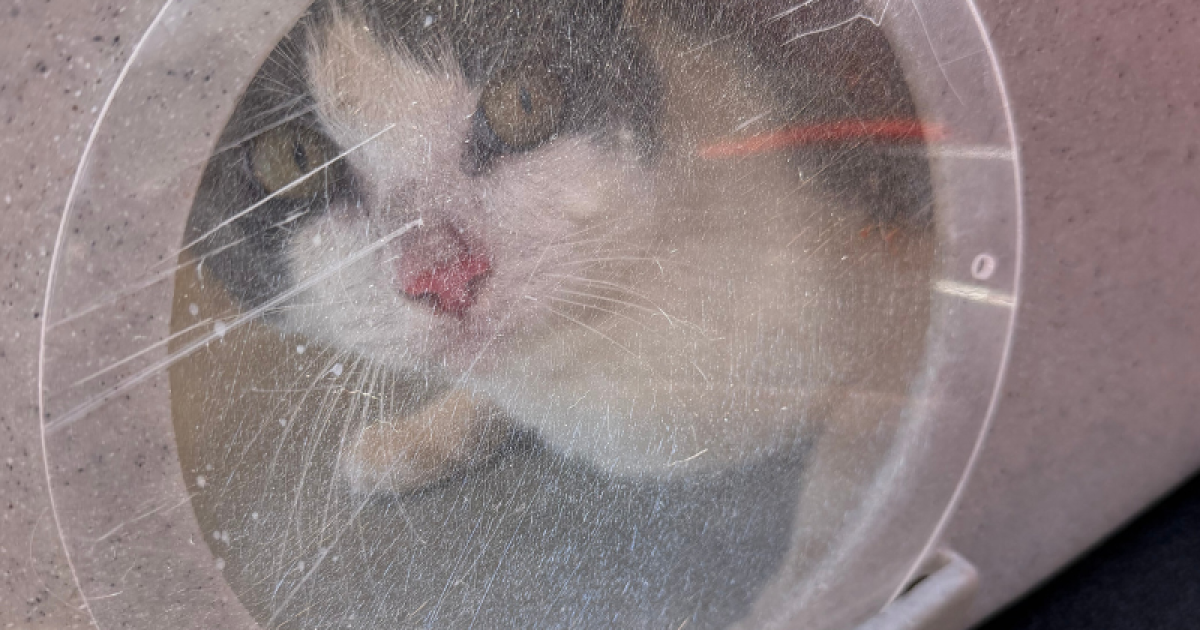 Cats on a boat. Tacoma police rescue 60 feline sailors