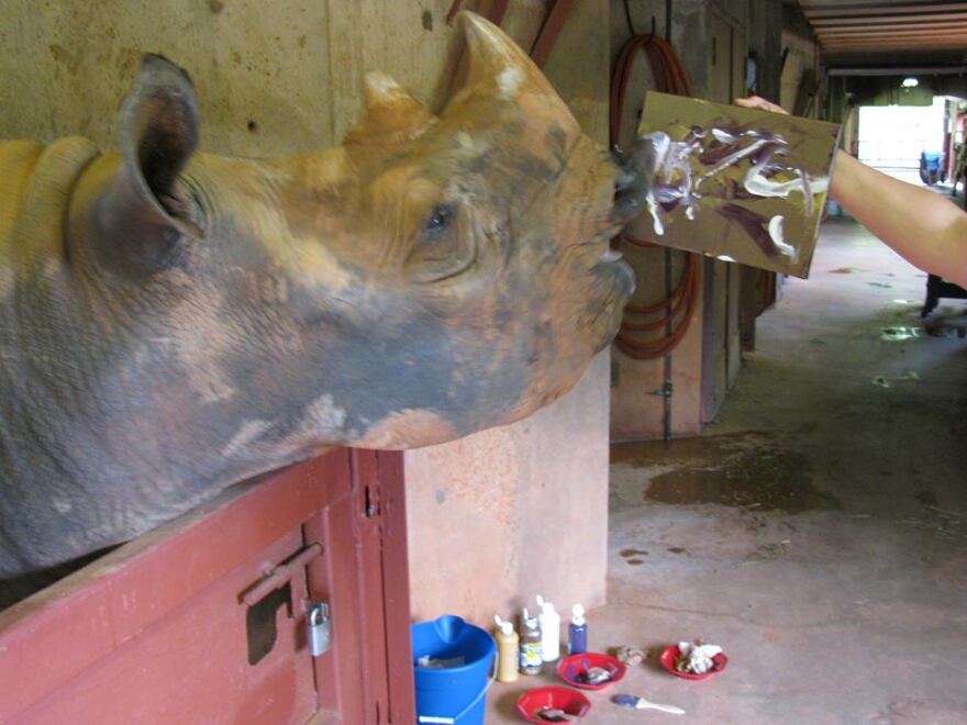 Marsha "paints" a picture at the Oklahoma City Zoo. The aging black rhinoceros died Sunday during a medical examination.