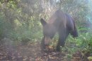 A black bear runs past a trail camera in the Everglades Wildlife Management Area.