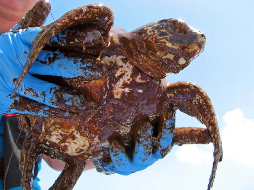 Killed Turtle Gulf of Mexico under pressure from oil industry’s new deepwater technology