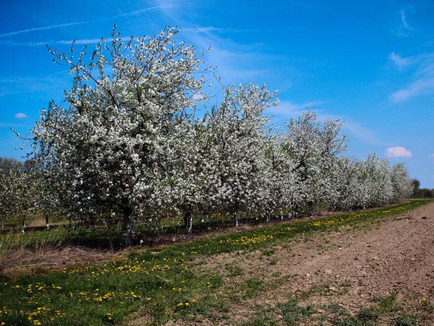 These Balaton tart cherry trees at Michigan State University's Clarksville Research Station are descendants of trees in Újfehértó, Hungary.