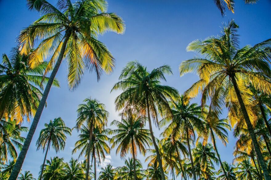A low angle shot of coconut trees against a blue sky with the sun shining through the trees